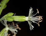 Blue ridge catchfly